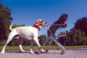 《网络用语》“狗推”是啥意思？