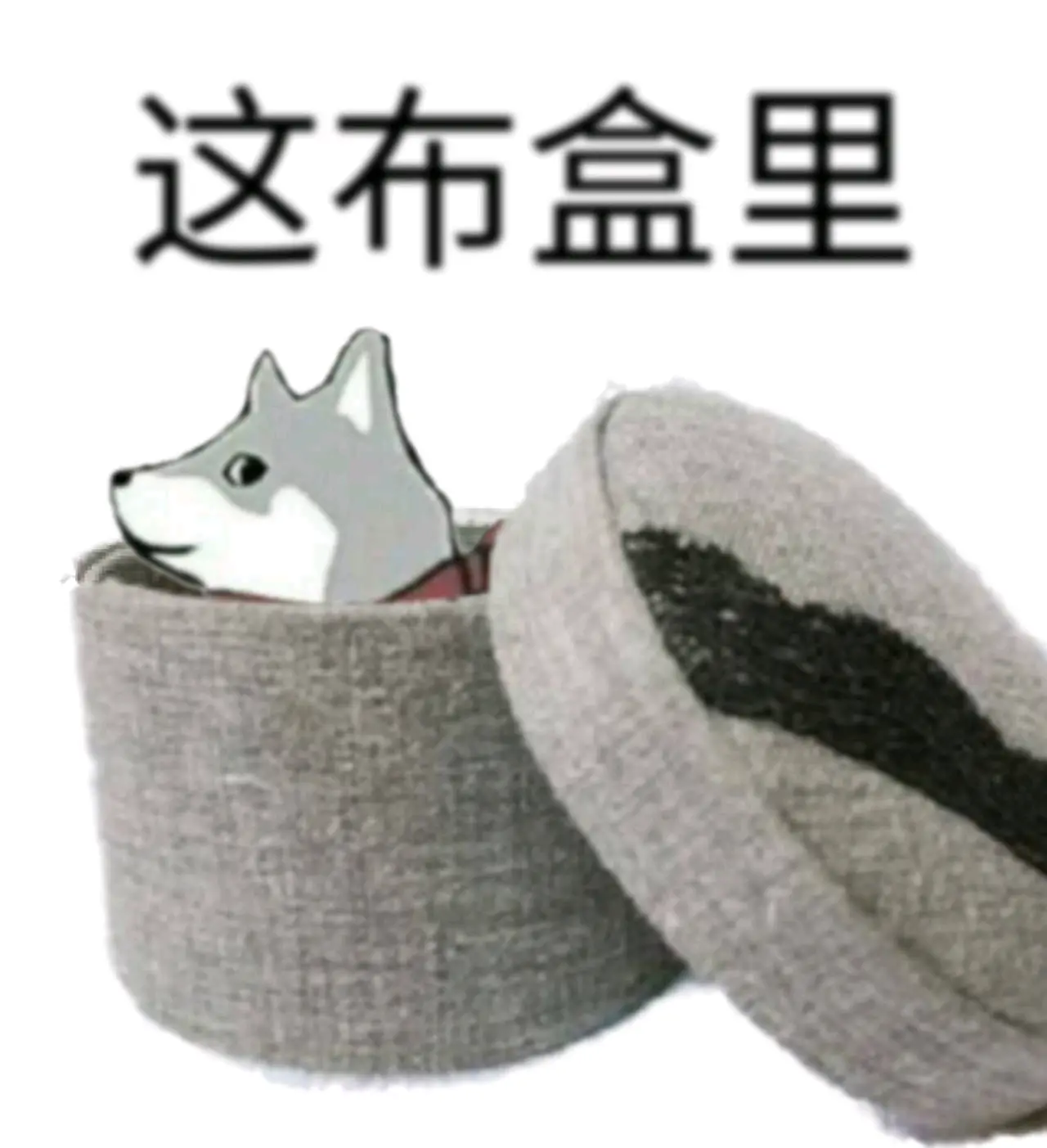 《抖音短视频》抖音这合理吗quin表情包分享