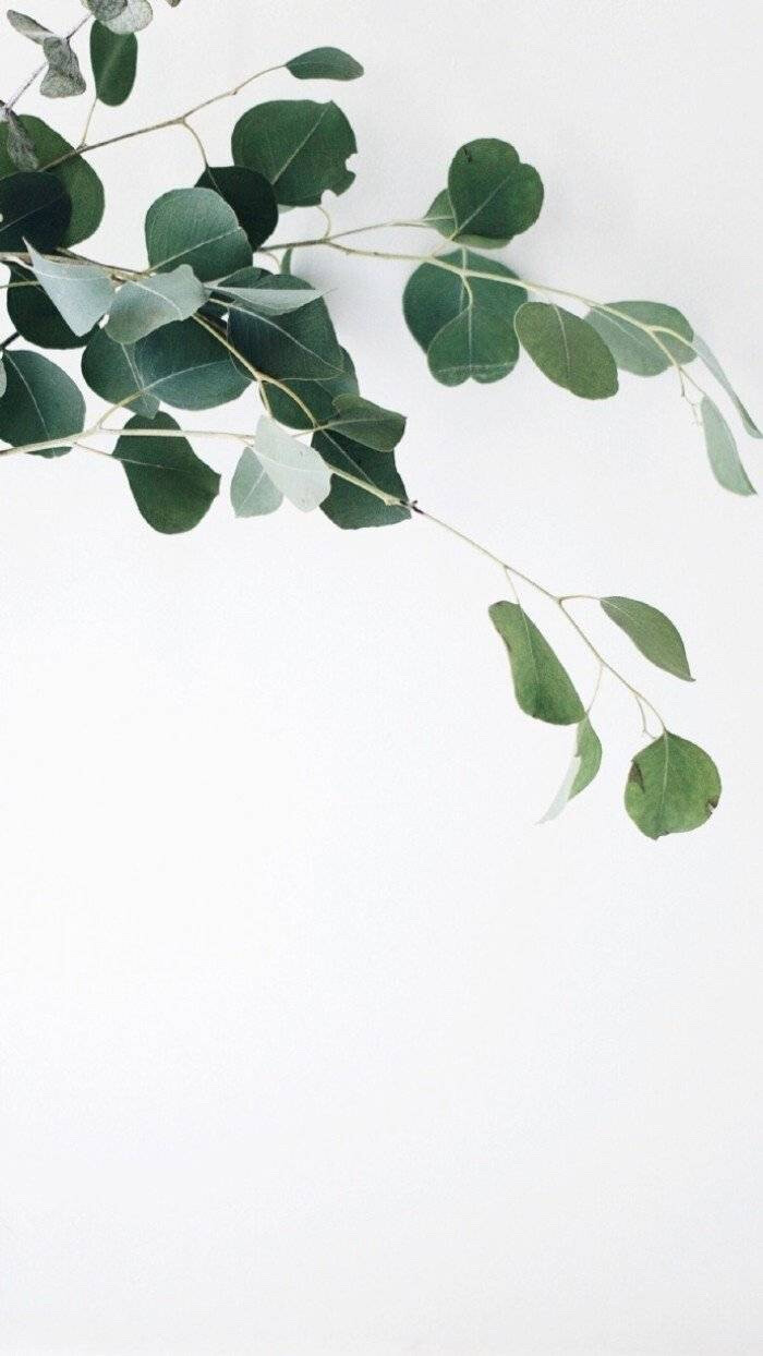 iOS14小组件INS风壁纸大全分享