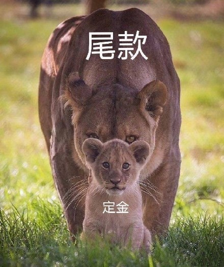 双十一尾款人表情包大全分享