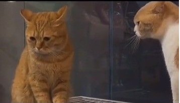 《抖音》委屈巴巴小猫咪表情包大全分享