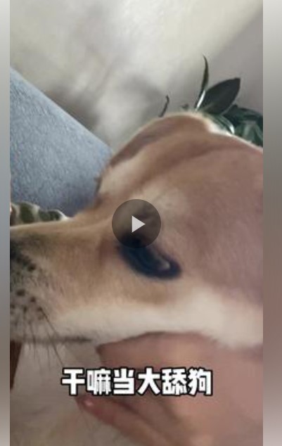 《抖音》干嘛当大舔狗以为多浪漫歌曲介绍