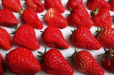 冬天第一颗草莓梗的意思介绍