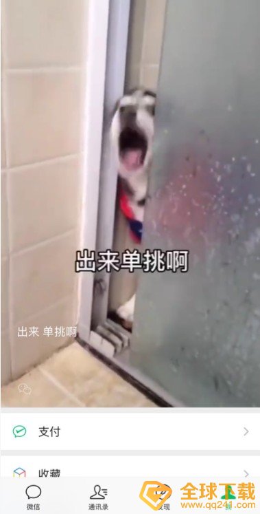 《微信》8.0状态背景视频素材哈士奇分享
