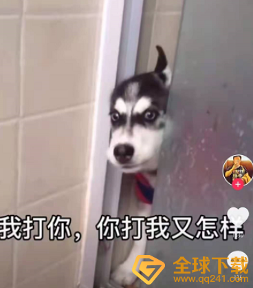 《微信》8.0状态背景视频素材哈士奇分享