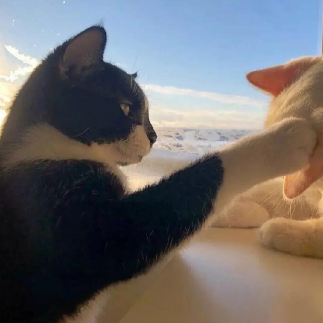 2021年《抖音》热门情侣头像大全分享高清原图