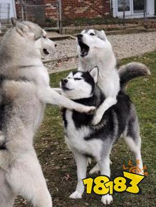 《狗狗呼叫喵星》萌宠手游终于开测，铲屎官们开冲！