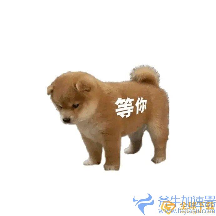 《抖音》站岗小狗表情包分享