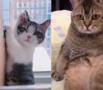 小猫咪的坏心思多的很 动图 在看美女主播时你的样子(小猫咪能有什么坏心思呢嘉紫升)