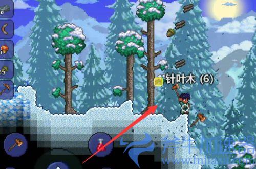 泰拉瑞亚针叶木怎么得 针叶木分布在哪